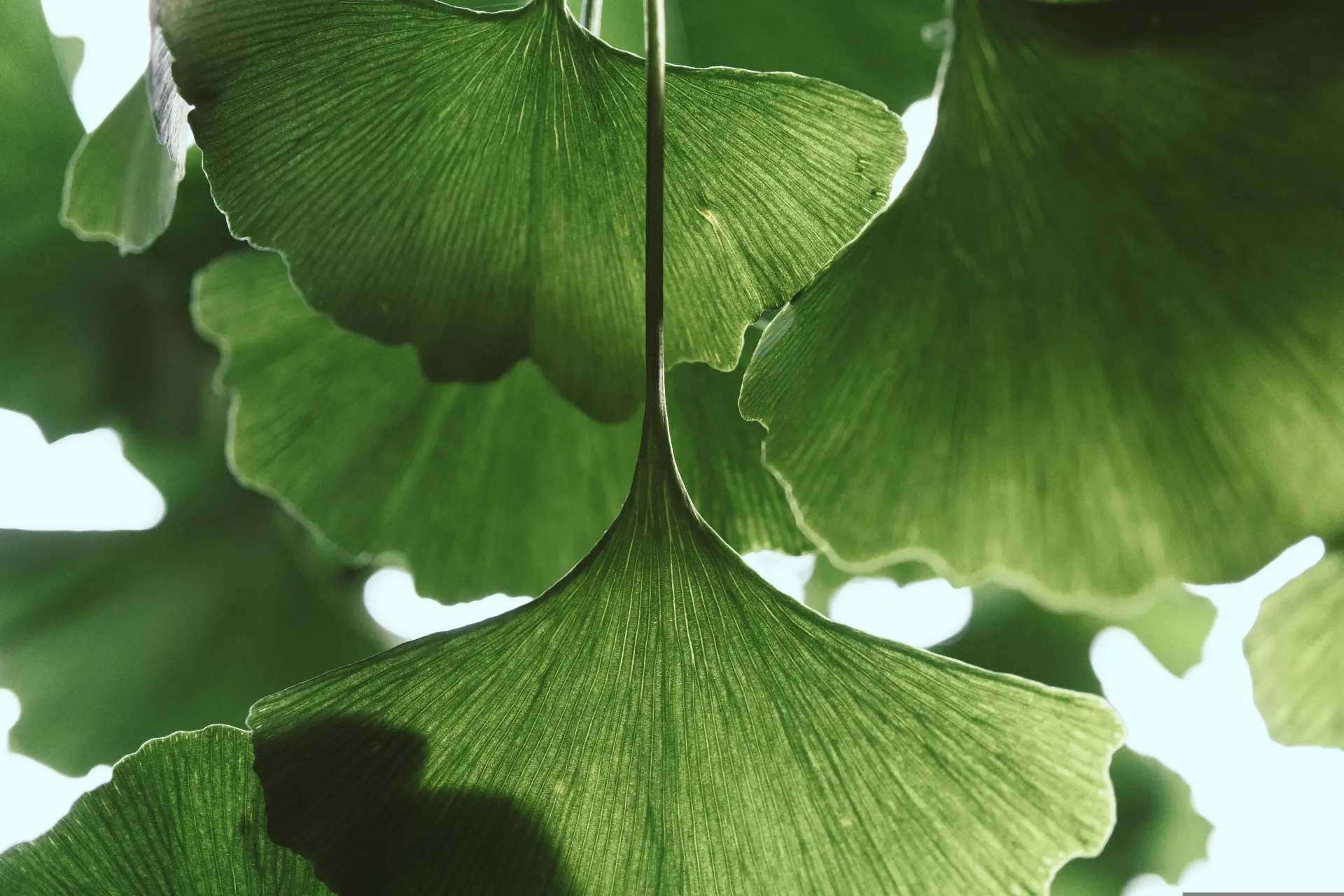 Green leaves background